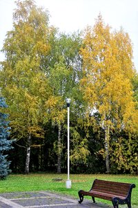 Park trees yellow trees photo