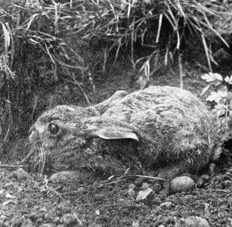 Zoogdieren , haas, Bestanddeelnr 193-0040