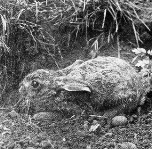 Zoogdieren , haas, Bestanddeelnr 193-0040