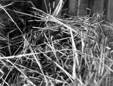Zoogdieren , bunzing, Bestanddeelnr 193-0014
