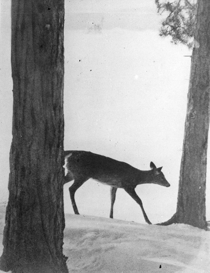 Zoogdieren , hert, Bestanddeelnr 193-0075