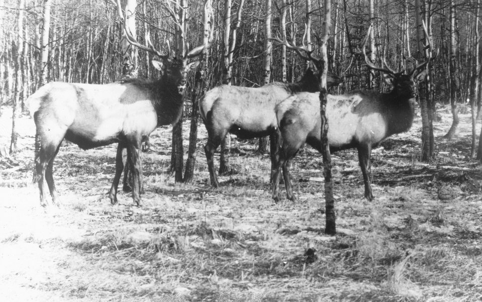 Zoogdieren , hert, Bestanddeelnr 193-0069