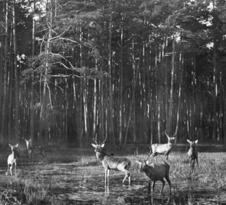Zoogdieren , hert, Bestanddeelnr 193-0072