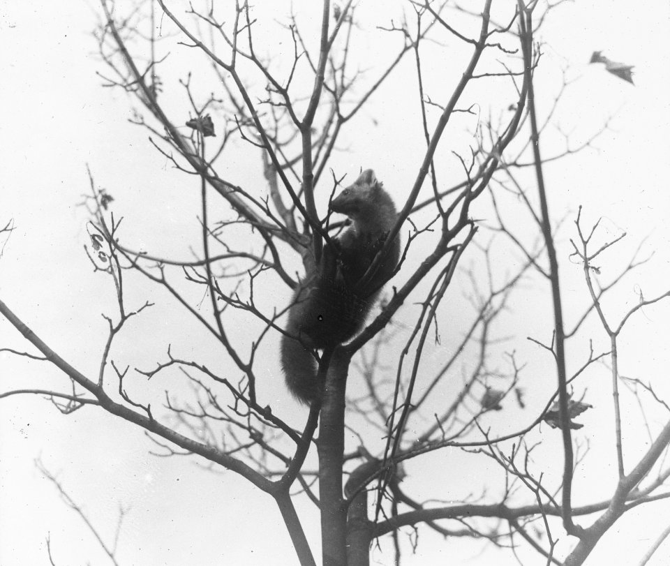 Zoogdieren , boommarter, Bestanddeelnr 193-0013