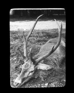 Zoogdieren , hert, oneven 8-ender, Bestanddeelnr 193-0084