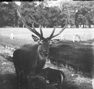 Zoogdieren , hert, Bestanddeelnr 193-0070