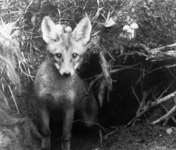 Zoogdieren , vos, Bestanddeelnr 193-0027