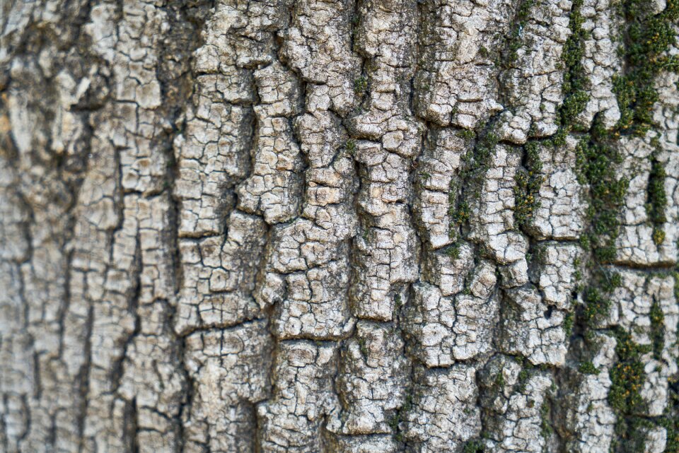 Tree texture wood tissue