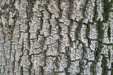 Tree texture wood tissue