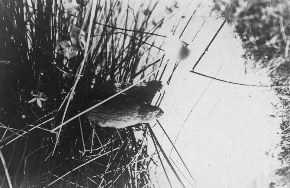 Zoogdieren , waterrat, Bestanddeelnr 193-0061