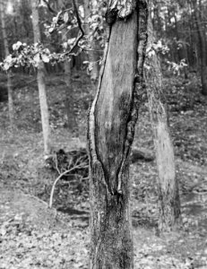 Zoogdieren, bomen, beschadigingen, hert, eik, Bestanddeelnr 193-0076