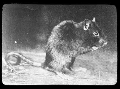 Zoogdieren , zwarte rat, Bestanddeelnr 193-0051