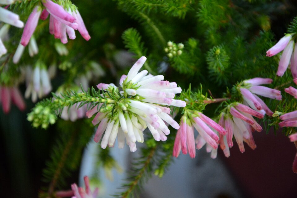 Garden flowering field
