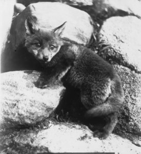 Zoogdieren , vos, Bestanddeelnr 193-0032