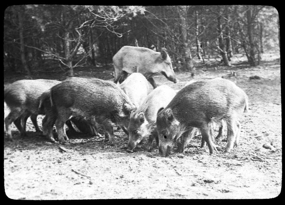 Zoogdieren, voederplaatsen, wilde zwijn, Bestanddeelnr 193-0111