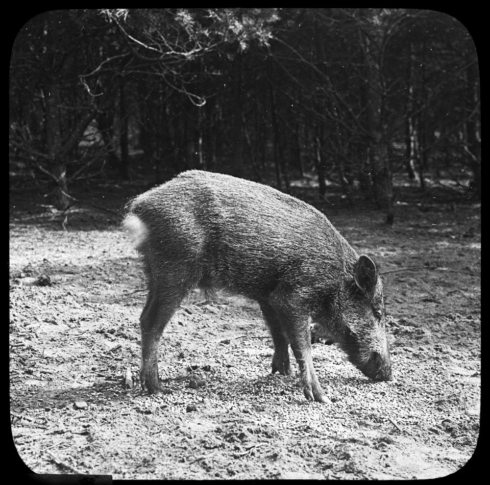 Zoogdieren , wild zwijn, Bestanddeelnr 193-0115
