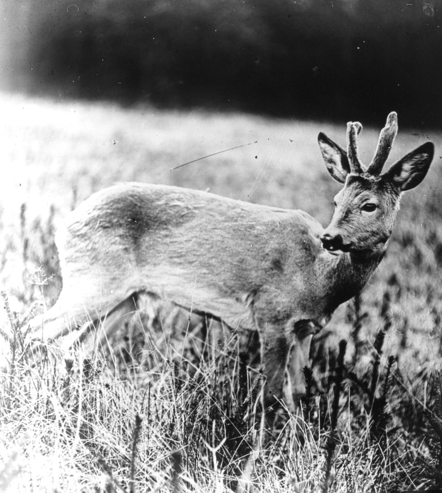 Zoogdieren , reebok, Bestanddeelnr 193-0100