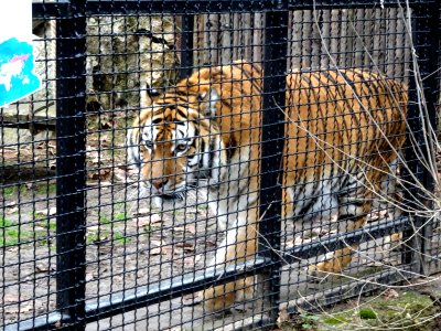 ZooBaneasa Tiger