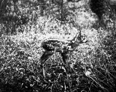 Zoogdieren , ree, Bestanddeelnr 193-0105
