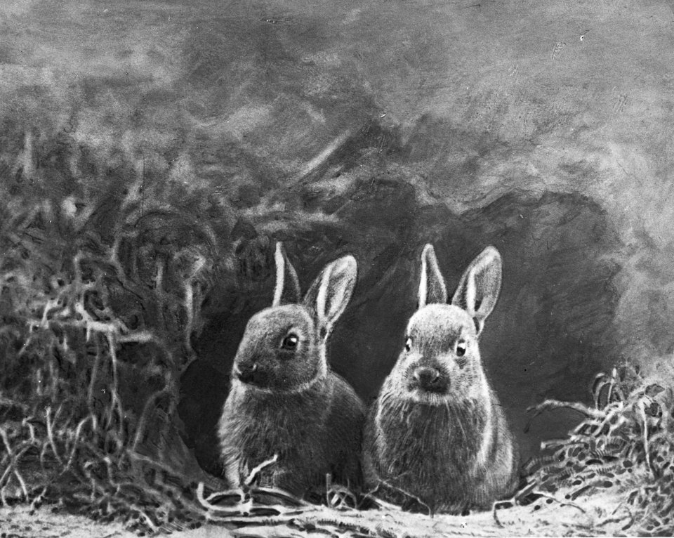 Zoogdieren , konijn, Bestanddeelnr 193-0039