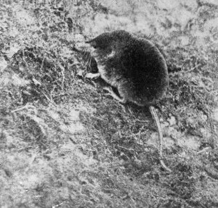Zoogdieren , spitsmuis, Bestanddeelnr 193-0034