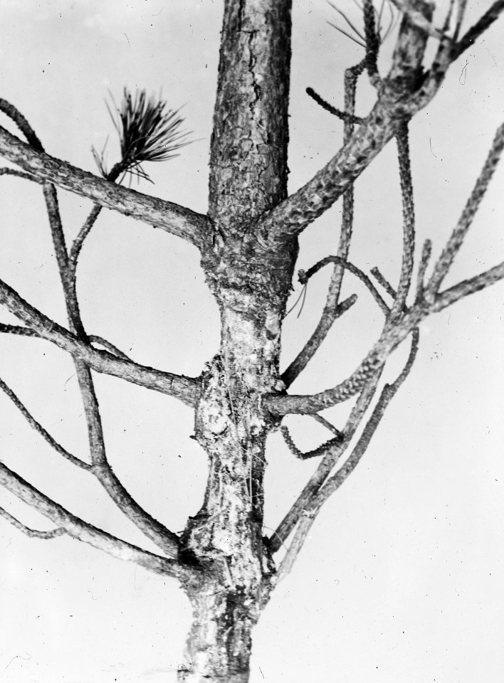 Zoogdieren, beschadiging, bomen, waterrat, pinus nigra austriaca, Bestanddeelnr 193-0060