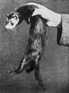 Zoogdieren , fret, Bestanddeelnr 193-0018