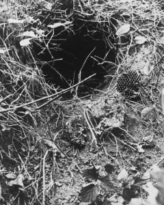 Zoogdieren, nesten, vernielen, wespennest, Bestanddeelnr 193-0031