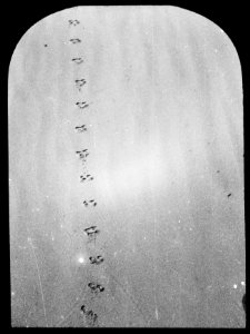 Zoogdieren, sporen, hermelijn, Bestanddeelnr 193-0021