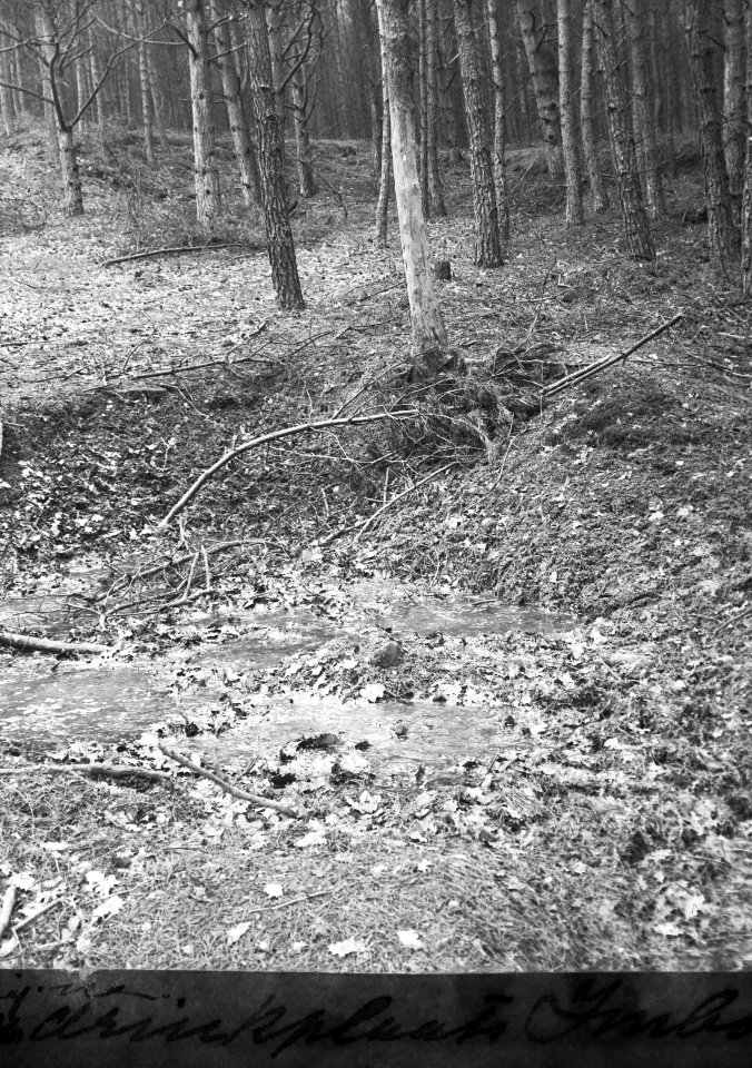 Zoogdieren, drink- en badplaatsen, wrijfbomen, wild zwijn, Bestanddeelnr 193-0116