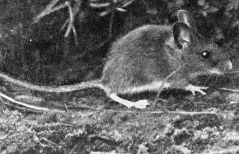 Zoogdieren , bosmuis, Bestanddeelnr 193-0049