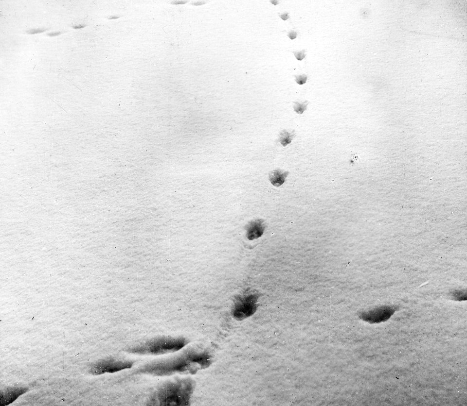 Zoogdieren, sporen, sneeuw, vos, Bestanddeelnr 193-0029