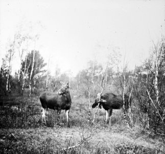 Zoogdieren , eland (koeien), Bestanddeelnr 193-0121