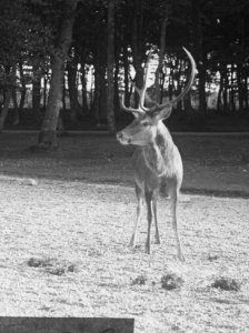 Zoogdieren , hert, Bestanddeelnr 193-0071