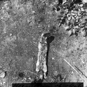 Zoogdieren , hermelijn, Bestanddeelnr 193-0022