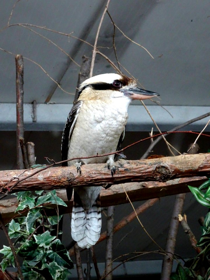 ZooBaneasa Kookaburra