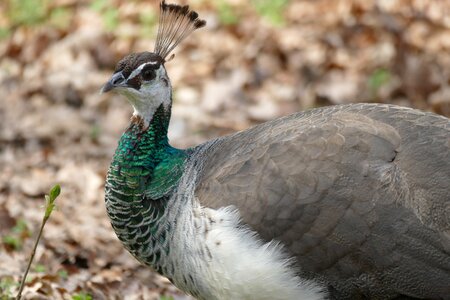 Nature animal animal world