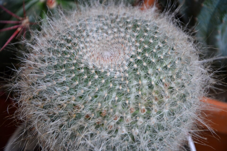 Plant botany garden
