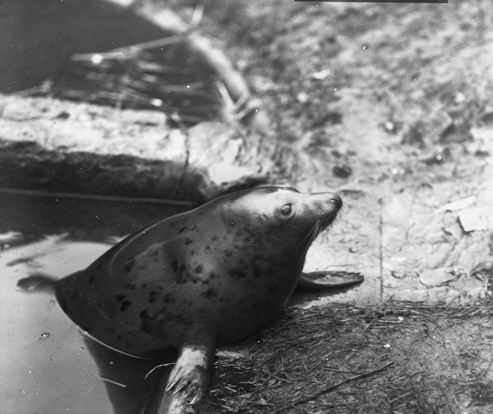 Zoogdieren, Bestanddeelnr 193-0019
