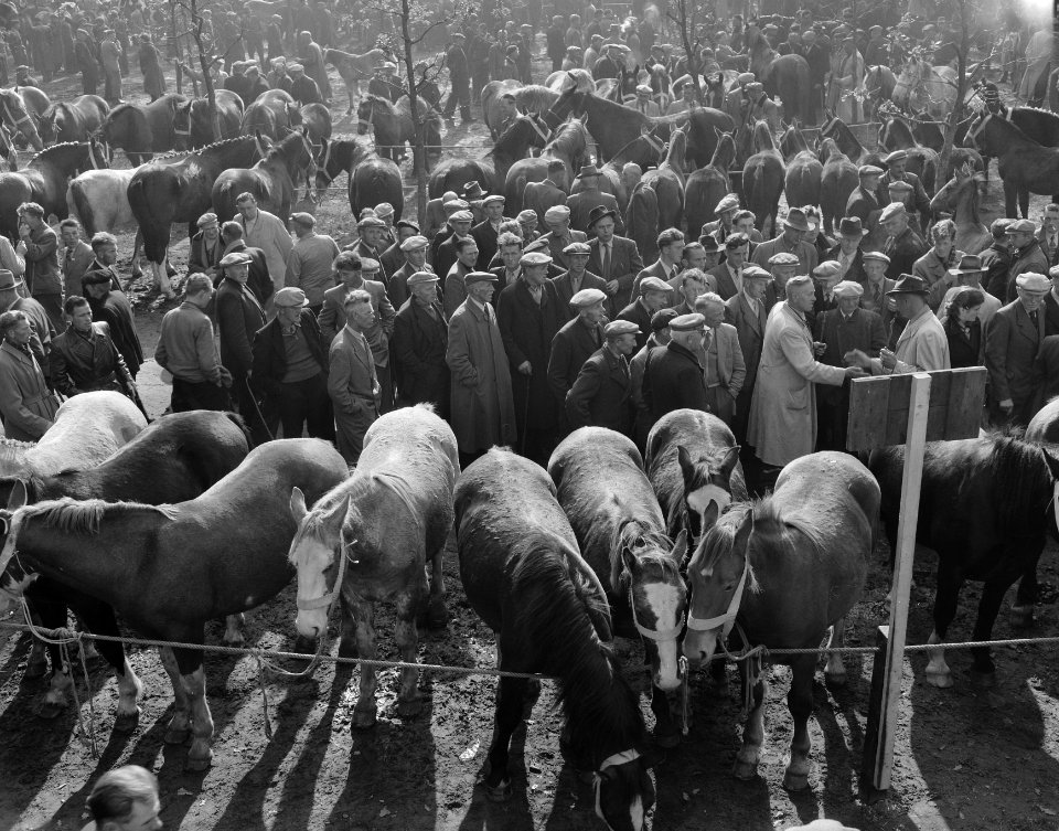 Zuidlaarder paardenmarkt, Bestanddeelnr 908-0719