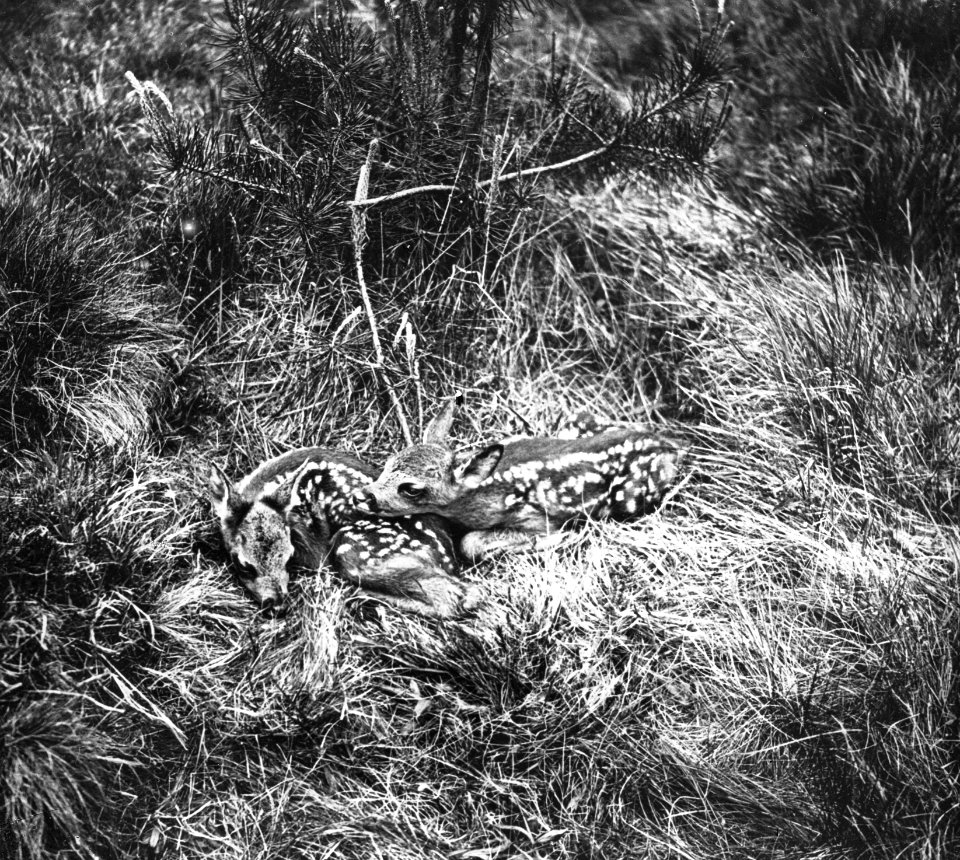Zoogdieren, nesten, ree, Bestanddeelnr 193-0104