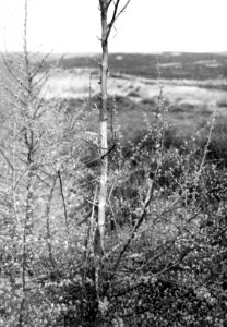 Zoogdieren, hert, lork, Bestanddeelnr 193-1028