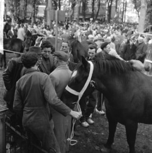 Zuidlaarder Paardenmarkt Overzicht drukte op de markt, Bestanddeelnr 915-6351