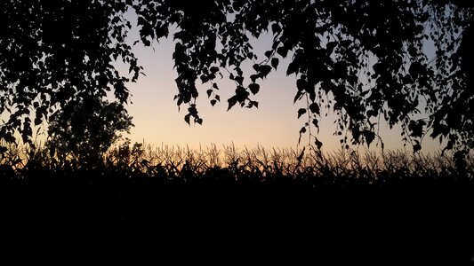 Landscape at the court of corn photo