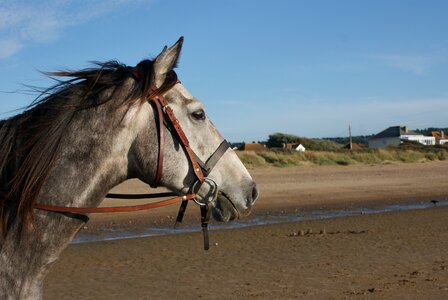 Portrait horse sand