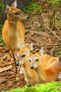 Nature wild spotted