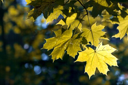 Branch yellow maple leaf photo