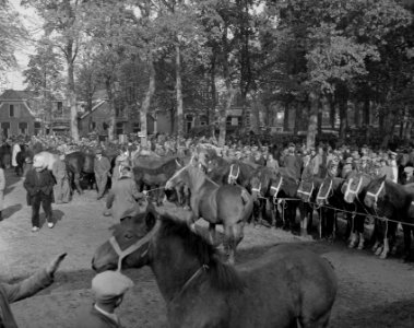Zuidlaarder paardenmarkt, Bestanddeelnr 908-0717