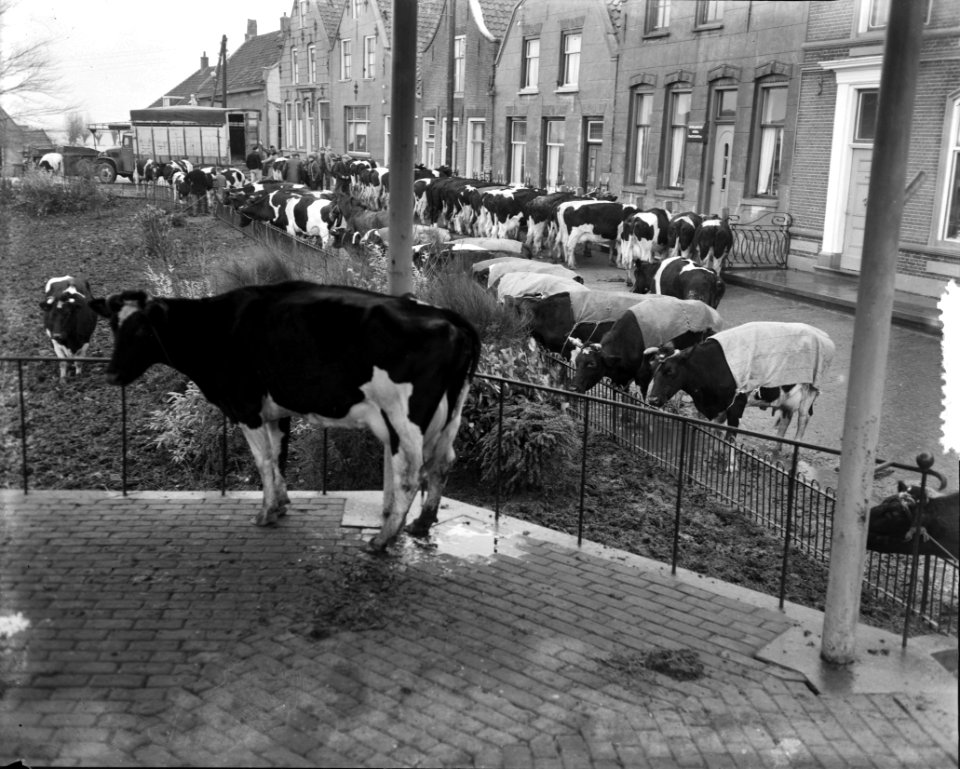 Zuidland. Koeien staan aangelijnd aan huizen en hekken. Eén koe in muziekkoepel, Bestanddeelnr 905-5130