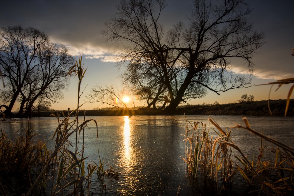 Nature tree landscape